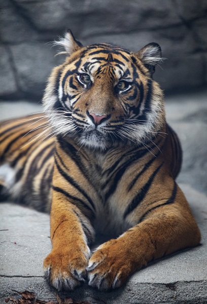 Sumatra Tigers at Twycross Zoo