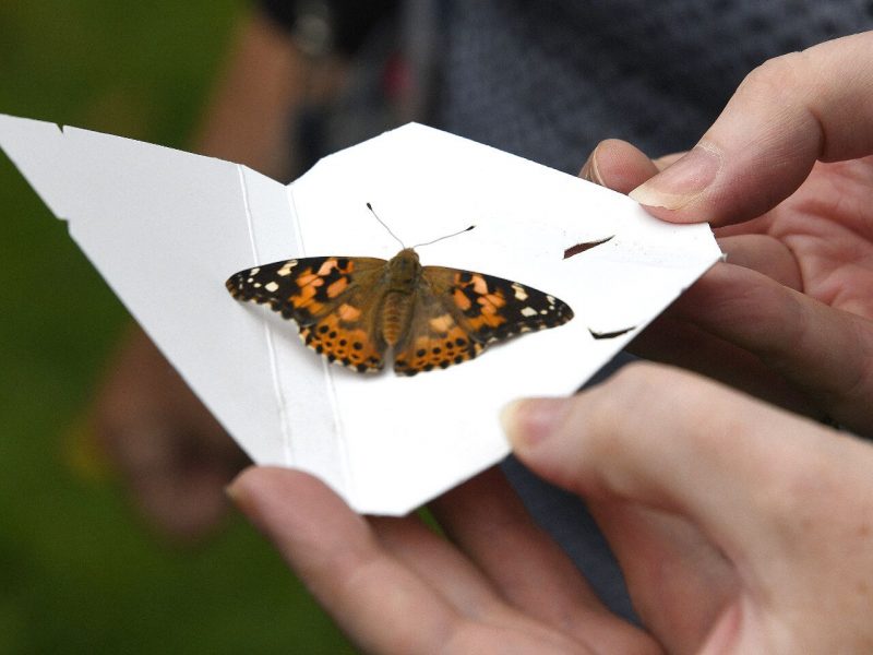KEMP Hospice butterfly release at Bodenham Arboretum