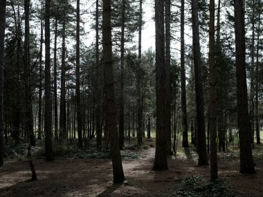 Sherwood Pines